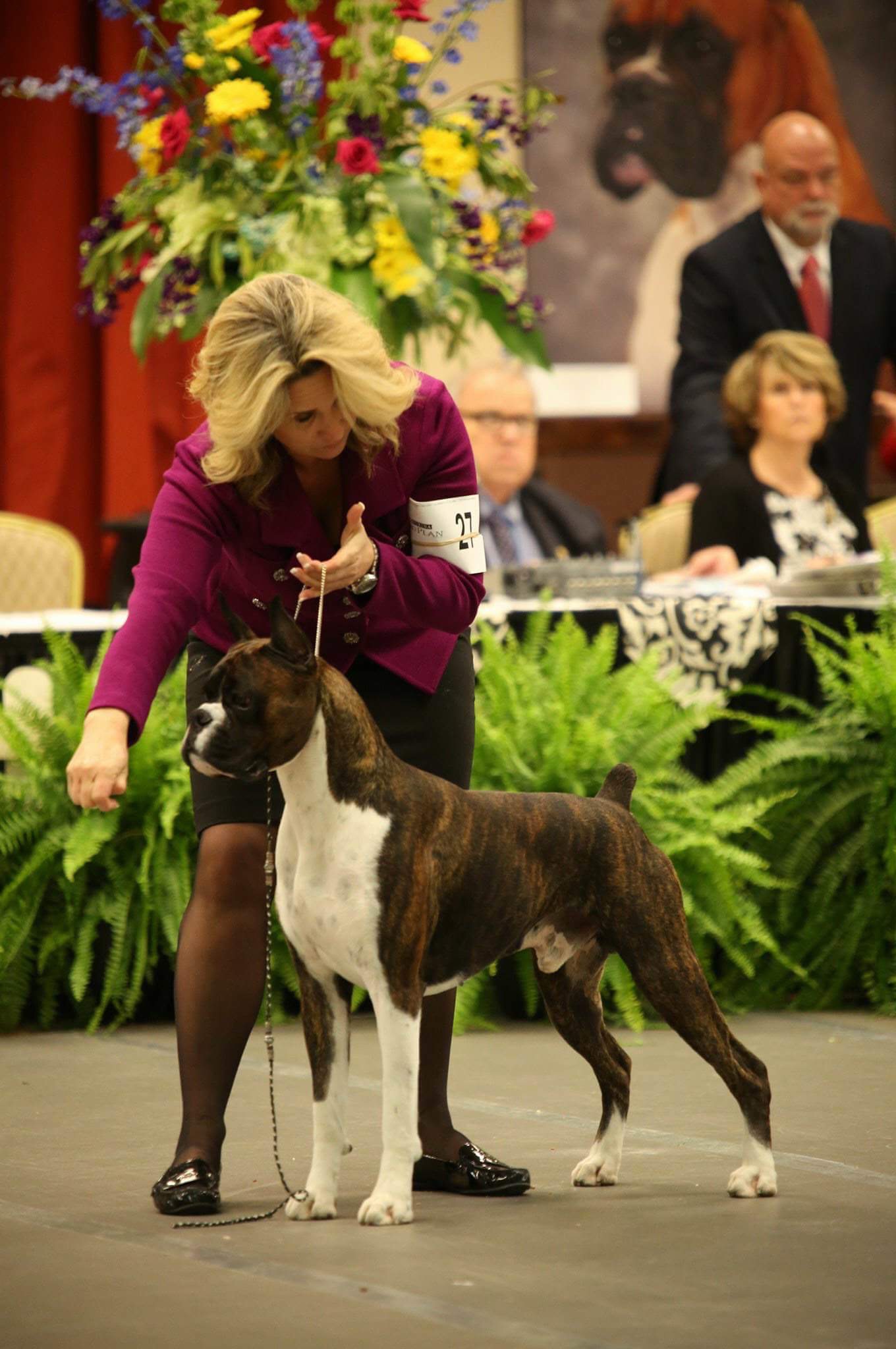 Markus the CKC and AKC registered boxer dog at the American Boxer Club National dog show in Indiana