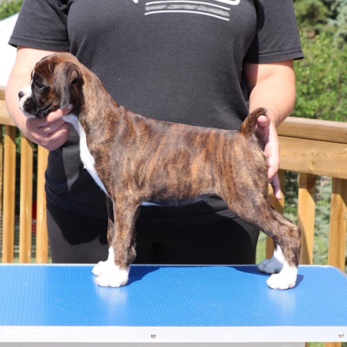 Maven the CKC registered boxer puppy in an 8 week stack on a grooming table in Alberta Canada