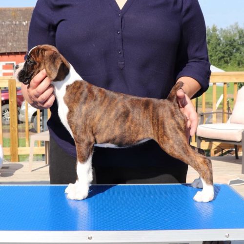 Regina the CKC registered boxer puppy in an 8 week stack on a grooming table in Alberta Canada
