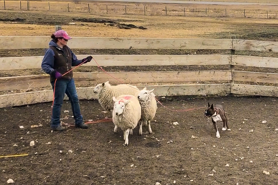 Harper the CKC registered boxer dog learning to herd sheep in Alberta Canada