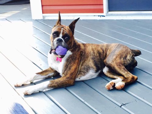 Harper the CKC boxer outside on the deck with a dog toy in Alberta Canada