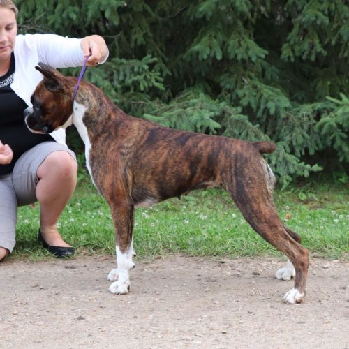 Harper the CKC boxer stacked outside with her handler and owner in Alberta Canada